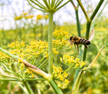 Heil- und Gewürzkräuter
